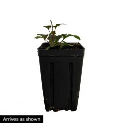 Spring Hill Nurseries Pink Beauty Clematis Vine, Live Perennial Plant, with Pink Flowers, Grown in a 4 in. Pot (1-Pack) -Spring Hill Nurseries Shop spring hill nurseries perennials 78143 4f 1000