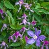 Spring Hill Nurseries Hanajima Clematis Vine, Live Bareroot Perennial Plant (1-Pack)
