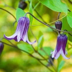 Spring Hill Nurseries Roguchi Clematis Vine, Live Bareroot Perennial Plant Grown in a 4 in. Pot (1-Pack) -Spring Hill Nurseries Shop spring hill nurseries perennials 78373 4f 1000