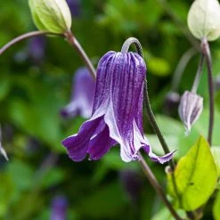 Spring Hill Nurseries Roguchi Clematis Vine, Live Bareroot Perennial Plant Grown in a 4 in. Pot (1-Pack)