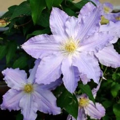 Spring Hill Nurseries Sea Breeze Vancouver Series Clematis Vine, Live Bareroot Perennial Plant (1-Pack)