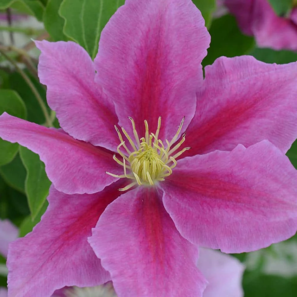 Spring Hill Nurseries Vicki Boulevard Series Clematis Vine, Live Bareroot Perennial Plant (1-Pack) 1 Spring Hill Nurseries Vicki Boulevard Series Clematis Vine, Live Bareroot Perennial Plant (1-Pack)