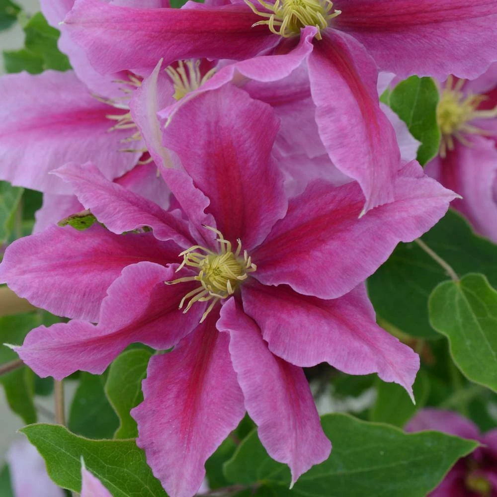 Spring Hill Nurseries Vicki Boulevard Series Clematis Vine, Live Bareroot Perennial Plant (1-Pack) 2 Spring Hill Nurseries Vicki Boulevard Series Clematis Vine, Live Bareroot Perennial Plant (1-Pack) - Image 2