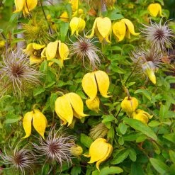 Spring Hill Nurseries Little Lemons Clematis, Live Perennial Plant Grown in a 4 in. Pot with Yellow Flowers (1-Pack)