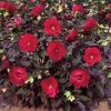 Spring Hill Nurseries Midnight Marvel Hibiscus, Live Bareroot Perennial Plant, Red Flowers (1-Pack)