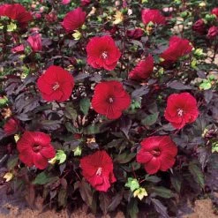 Spring Hill Nurseries Midnight Marvel Hibiscus, Live Bareroot Perennial Plant, Red Flowers (1-Pack)
