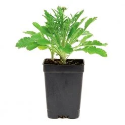 Spring Hill Nurseries Blue Ice Blue Star (Amsonia), Live Bare Root Flowering Perennial Plant, (1-Pack) -Spring Hill Nurseries Shop spring hill nurseries perennials 82667 4f 1000