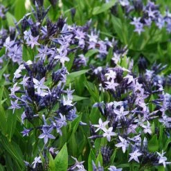 Spring Hill Nurseries Blue Ice Blue Star (Amsonia), Live Bare Root Flowering Perennial Plant, (1-Pack)