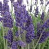 Spring Hill Nurseries Annet Lavender, Dormant Bare Root Perennial Plant (1-Pack)
