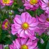 Spring Hill Nurseries Curtain Call Pink Anemone, Live Bare Root Perennial Plant (1-Pack)