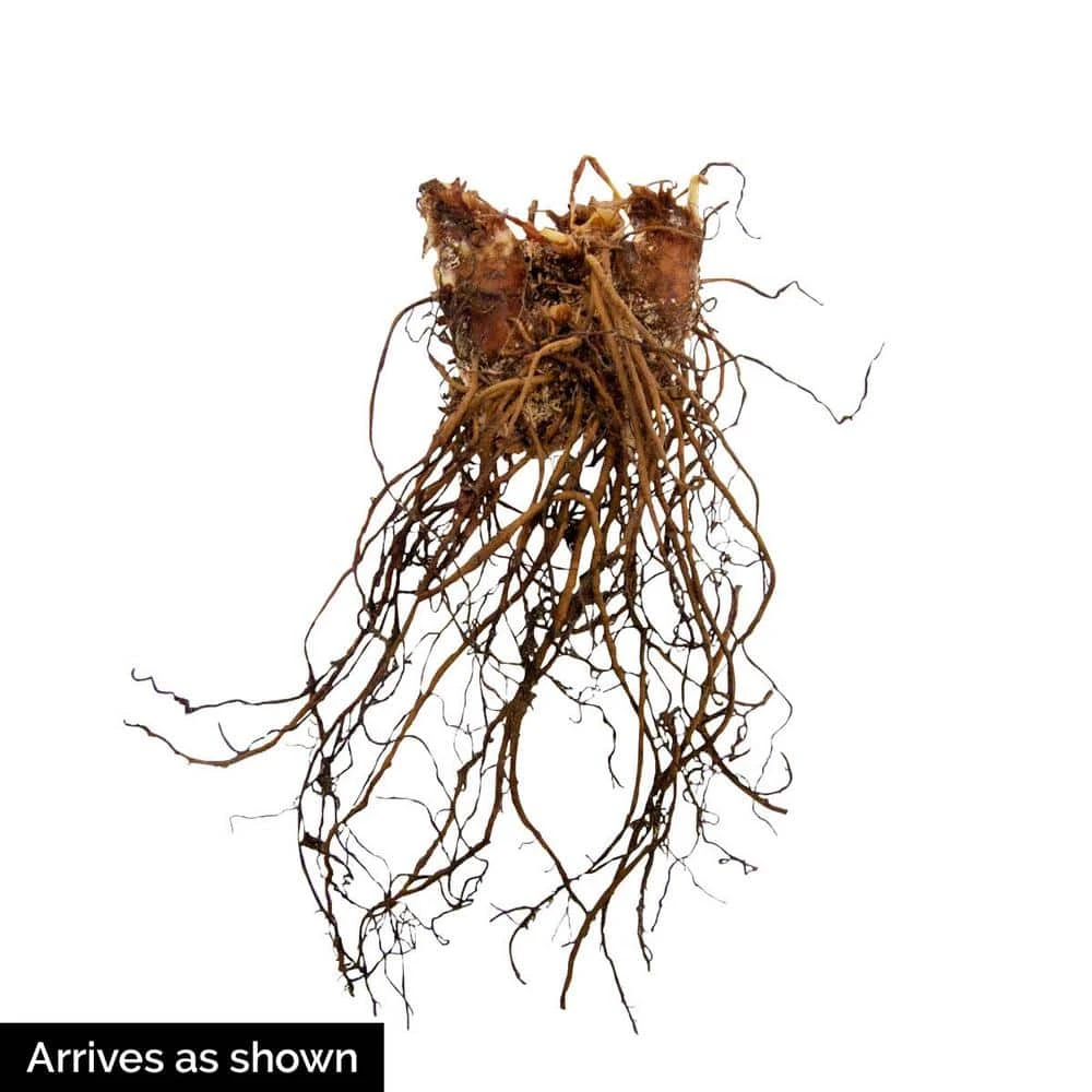 Spring Hill Nurseries White Flowers White Glory Astilbe Live Bareroot Plant (10-Pack) 3 Spring Hill Nurseries White Flowers White Glory Astilbe Live Bareroot Plant (10-Pack) - Image 3