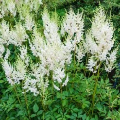 Spring Hill Nurseries White Flowers White Glory Astilbe Live Bareroot Plant (10-Pack)