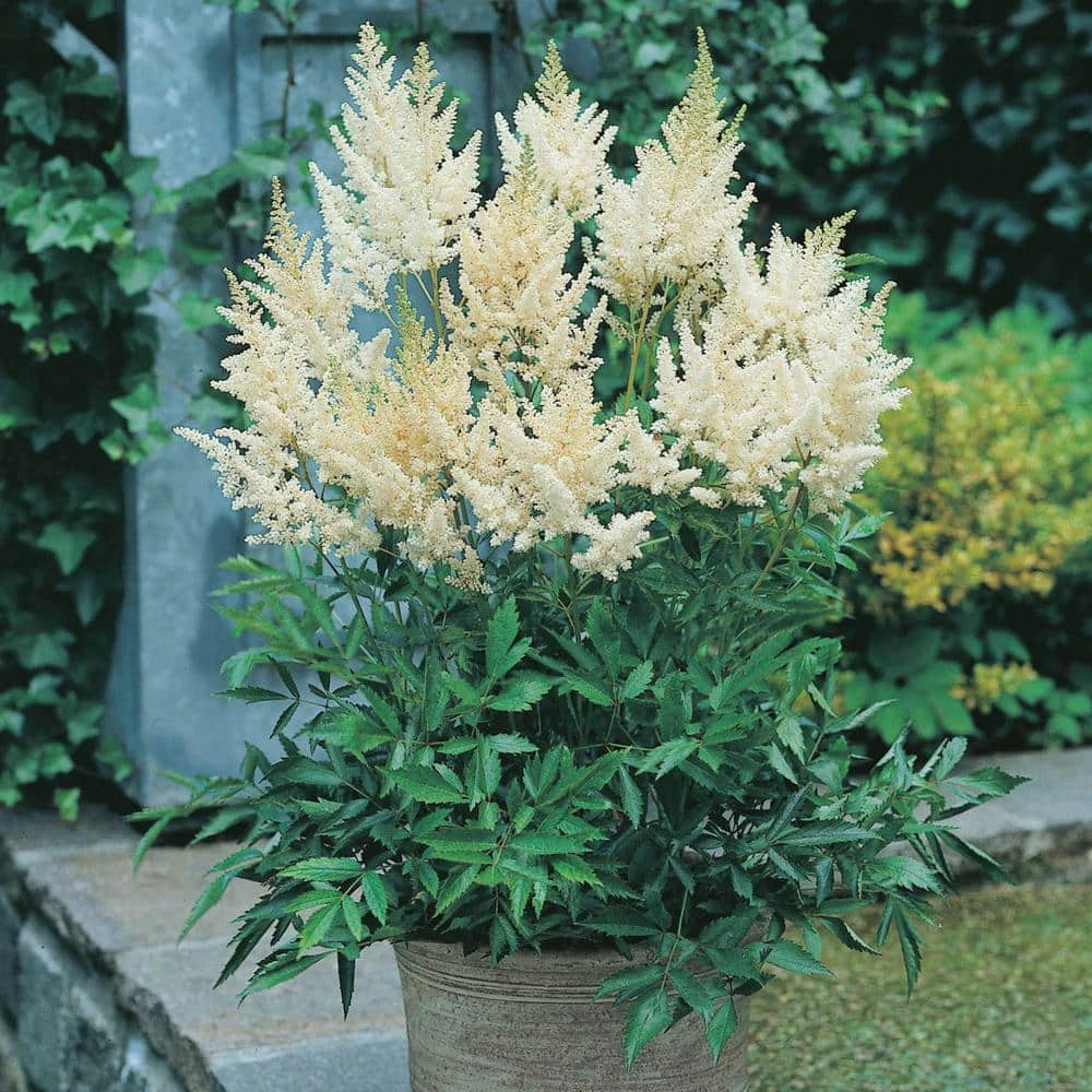 Spring Hill Nurseries White Flowers White Glory Astilbe Live Bareroot Plant (10-Pack) 2 Spring Hill Nurseries White Flowers White Glory Astilbe Live Bareroot Plant (10-Pack) - Image 2