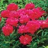 Spring Hill Nurseries Karl Rosenfield Peony (Paeonia) Live Bareroot Plant Double Red Flowering Perennial (5-Pack)