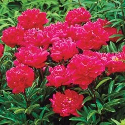 Spring Hill Nurseries Karl Rosenfield Peony (Paeonia) Live Bareroot Plant Double Red Flowering Perennial (5-Pack)