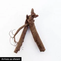 Spring Hill Nurseries Sarah Bernhardt Peony (Paeonia), Pink Flowering Perennial Live Bareroot Plant (5-Pack) -Spring Hill Nurseries Shop spring hill nurseries perennials 87925 4f 1000