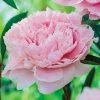 Spring Hill Nurseries Sarah Bernhardt Peony (Paeonia), Pink Flowering Perennial Live Bareroot Plant (5-Pack)