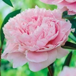 Spring Hill Nurseries Sarah Bernhardt Peony (Paeonia), Pink Flowering Perennial Live Bareroot Plant (5-Pack)
