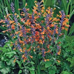 Spring Hill Nurseries Double Peony (Paeonia) Mixture, Live Bareroot Plants (5-Pack)