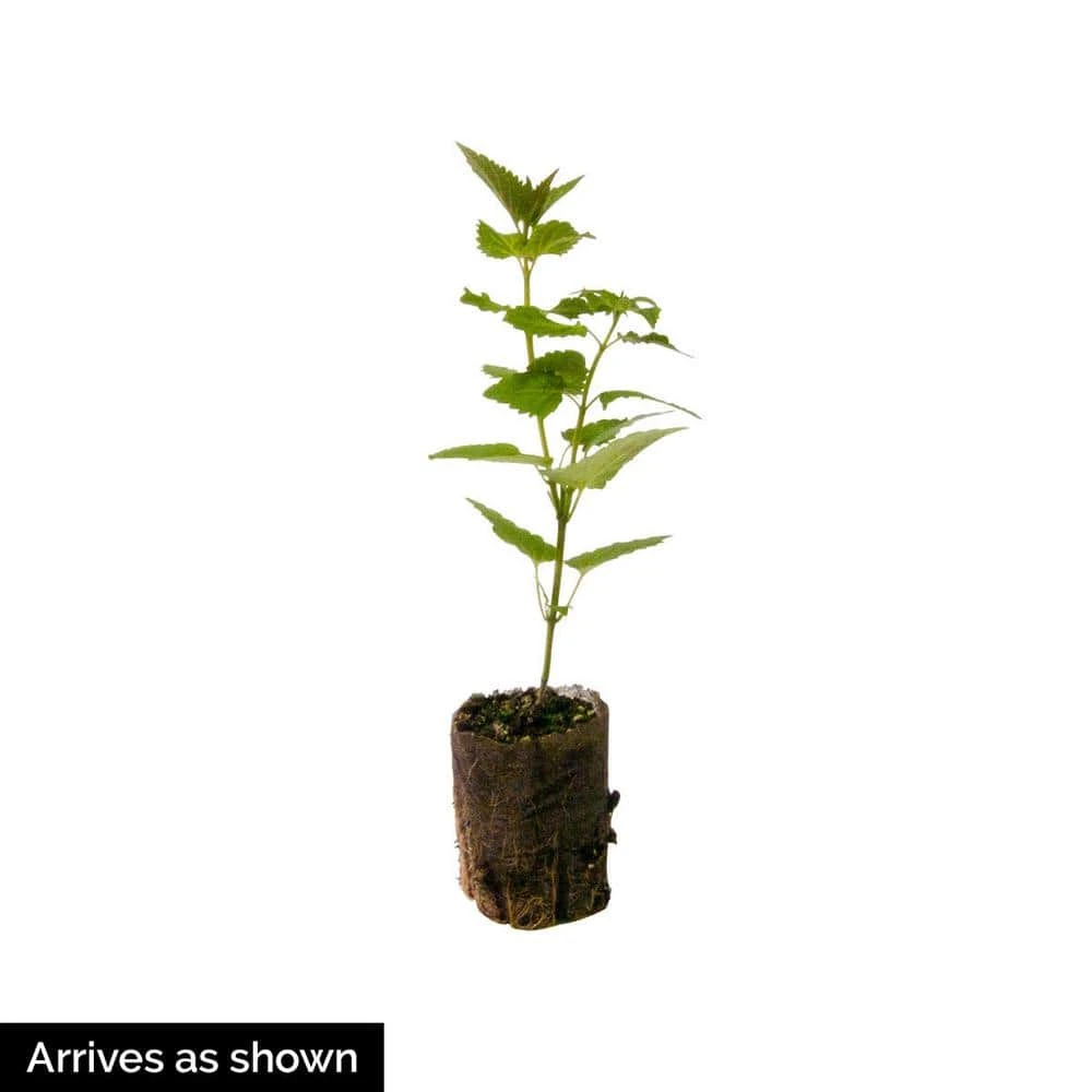 Spring Hill Nurseries Double Peony (Paeonia) Mixture, Live Bareroot Plants (5-Pack) 2 Spring Hill Nurseries Double Peony (Paeonia) Mixture, Live Bareroot Plants (5-Pack) - Image 2