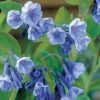 Spring Hill Nurseries Virginia Bluebells (Mertensia), Live Bareroot Perennial Plant (10-Pack)