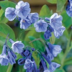 Spring Hill Nurseries Virginia Bluebells (Mertensia), Live Bareroot Perennial Plant (10-Pack)