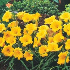 Spring Hill Nurseries Stella De Oro Daylily (Hemerocallis) Yellow Flowering Perennial Live Bareroot Plant (5-Pack)