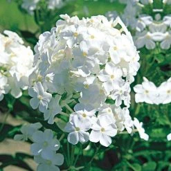 Spring Hill Nurseries White Flowers David Tall Phlox, Live Bareroot Perennial Plant (5-Pack) -Spring Hill Nurseries Shop spring hill nurseries perennials 88510 4f 1000