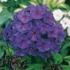 Spring Hill Nurseries Purple Flowers Nicky Tall Phlox, Live Bareroot Perennial Plant (5-Pack)