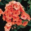 Spring Hill Nurseries Orange Perfection Tall Phlox, Orange Flowering Perennial Live Bareroot Plant (5-Pack)