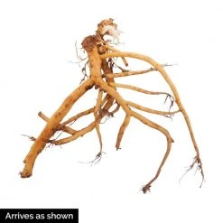 Spring Hill Nurseries Old Fashioned Bleeding Heart (Dicentra) Pink Flowering Live Bareroot Perennial (5-Pack) -Spring Hill Nurseries Shop spring hill nurseries perennials 88520 4f 1000