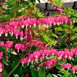 Spring Hill Nurseries Old Fashioned Bleeding Heart (Dicentra) Pink Flowering Live Bareroot Perennial (5-Pack)