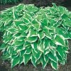 Spring Hill Nurseries Albo Marginata Hosta Variegated Foliage Live Bareroot Perennial Plants (10-Pack)