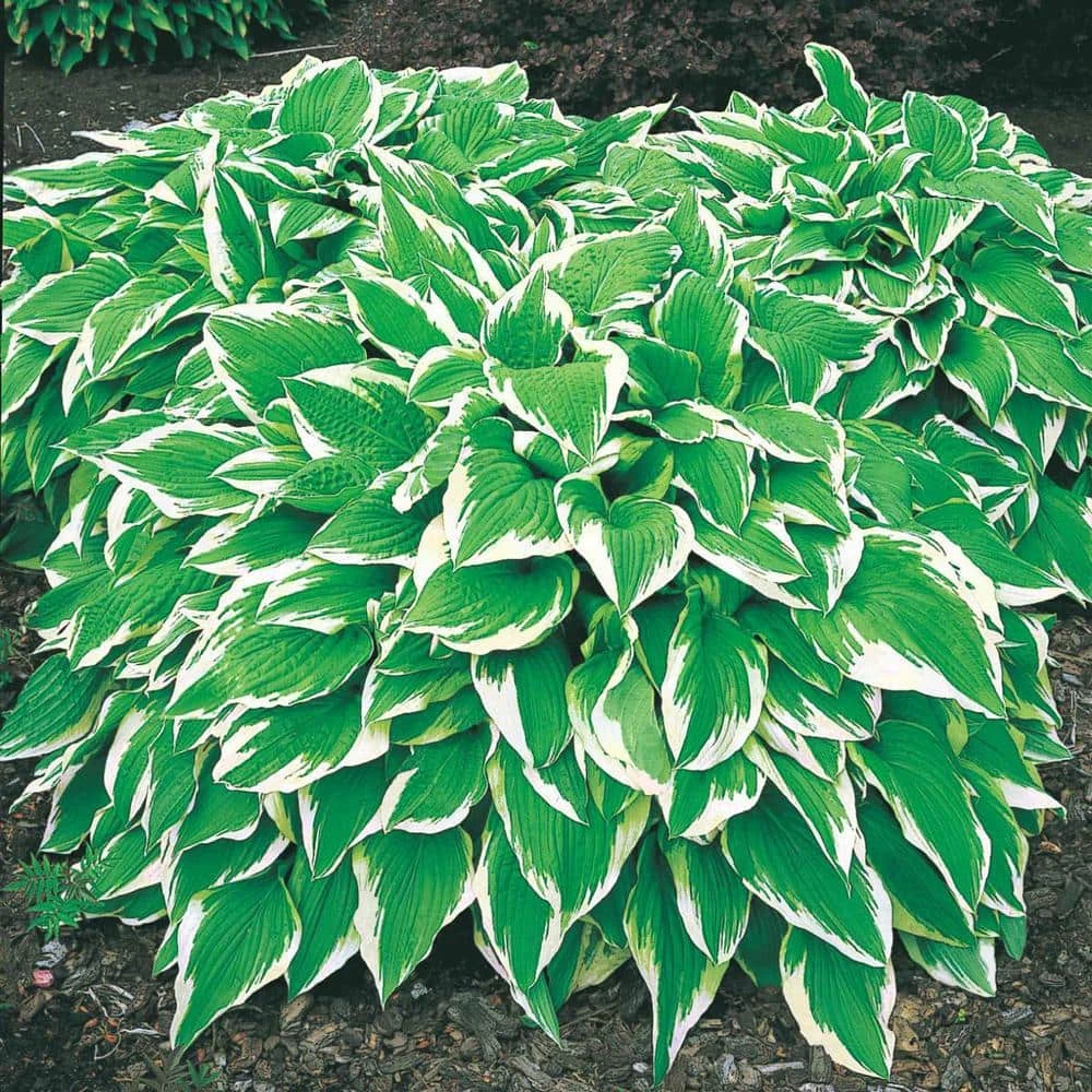 Spring Hill Nurseries Albo Marginata Hosta Variegated Foliage Live Bareroot Perennial Plants (10-Pack) 1 Spring Hill Nurseries Albo Marginata Hosta Variegated Foliage Live Bareroot Perennial Plants (10-Pack)