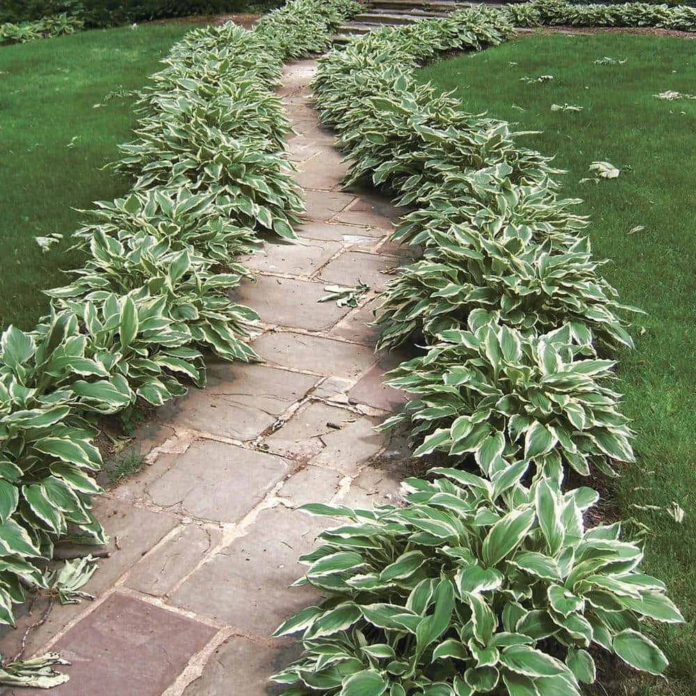 Spring Hill Nurseries Albo Marginata Hosta Variegated Foliage Live Bareroot Perennial Plants (10-Pack) 2 Spring Hill Nurseries Albo Marginata Hosta Variegated Foliage Live Bareroot Perennial Plants (10-Pack) - Image 2