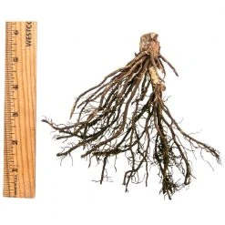 Spring Hill Nurseries Aureo Marginata Hosta Variegated Foliage Live Bareroot Perennial Plants (10-Pack) -Spring Hill Nurseries Shop spring hill nurseries perennials 89274 4f 1000