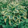 Spring Hill Nurseries Aureo Marginata Hosta Variegated Foliage Live Bareroot Perennial Plants (10-Pack)