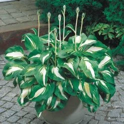 Spring Hill Nurseries Variegated Foliage Mediovariegata Hosta Live Bareroot Perennial Plants (10-Pack)