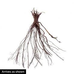 Spring Hill Nurseries Black-Eyed Susan (Rudbeckia) Yellow Flowering Perennial Live Bareroot Plant (5-Pack) -Spring Hill Nurseries Shop spring hill nurseries perennials 89326 4f 1000