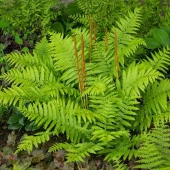 Spring Hill Nurseries Cinnamon Fern (Osmundastrum) Green Foliage Live Bareroot Perennial Plant (5-Pack)