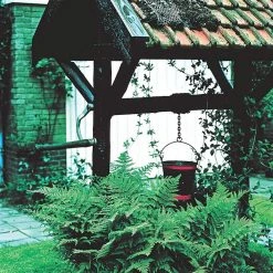 Spring Hill Nurseries Green Foliage Leatherwood Fern (Dryopteris), Live Bareroot Perennial Plants (5-Pack)