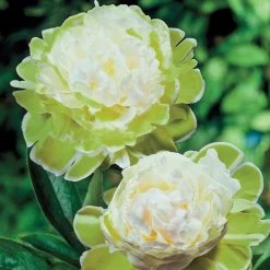Spring Hill Nurseries Green Halo Peony (Paeonia), Live Bareroot Perennial with White and Green Colored Flowers (1-Pack)
