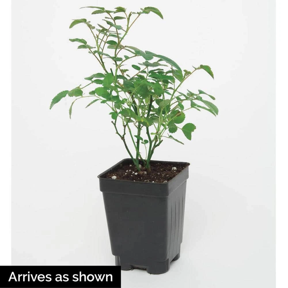 Spring Hill Nurseries 4 in. Pot, Red Freedom Shrub Rose, Red Color Flowers Live Potted Plant (1-Pack) 3 Spring Hill Nurseries 4 in. Pot, Red Freedom Shrub Rose, Red Color Flowers Live Potted Plant (1-Pack) - Image 3