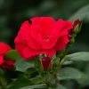 Spring Hill Nurseries 4 in. Pot, Red Freedom Shrub Rose, Red Color Flowers Live Potted Plant (1-Pack)