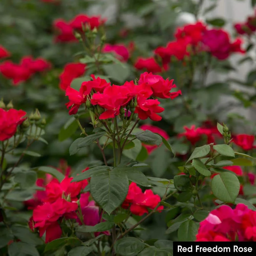 Spring Hill Nurseries 4 in. Pot, Red Freedom Shrub Rose, Red Color Flowers Live Potted Plant (1-Pack) 2 Spring Hill Nurseries 4 in. Pot, Red Freedom Shrub Rose, Red Color Flowers Live Potted Plant (1-Pack) - Image 2