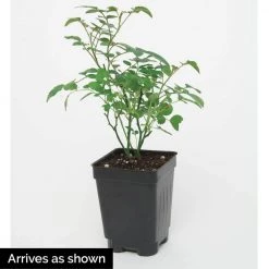 Spring Hill Nurseries 4 in. Pot, Yellow Freedom Shrub Rose, Yellow Color Flowers Live Bareroot Plant (1-Pack) -Spring Hill Nurseries Shop spring hill nurseries rose bushes 74900 4f 1000