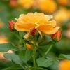 Spring Hill Nurseries 4 in. Pot, Orange Freedom Shrub Rose, Orange Color Flowers Live Potted Plant (1-Pack)