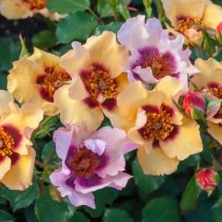 Spring Hill Nurseries 4 in. Pot, In Your Eyes Shrub Rose, Multicolor Pastel Color Flowers Live Potted Plant (1-Pack)