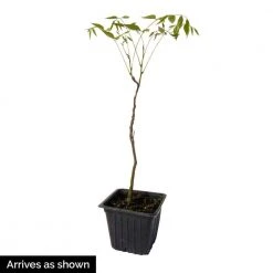 Spring Hill Nurseries Purple Flowering Perennial Vine Blue Moon Reblooming Wisteria, Live Deciduous Plant with 4 in. Pot (1-Pack) -Spring Hill Nurseries Shop spring hill nurseries vine plants 66379 1f 1000