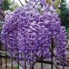 Spring Hill Nurseries Purple Flowering Perennial Vine Blue Moon Reblooming Wisteria, Live Deciduous Plant with 4 in. Pot (1-Pack)